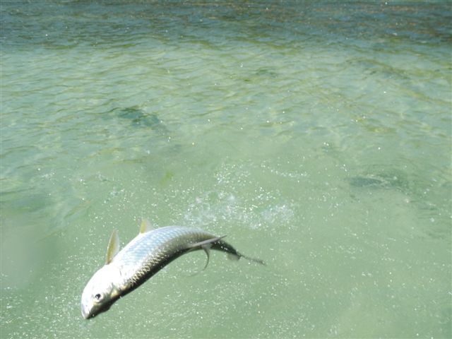 Tobago_Teil_2_095.jpg
