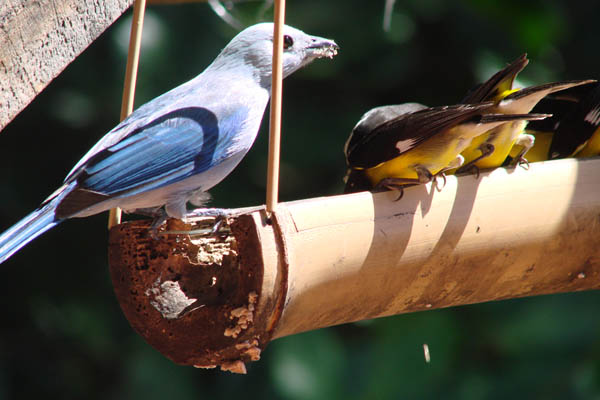 The Blue Tanager: nice company during lunch at Shorethings ...