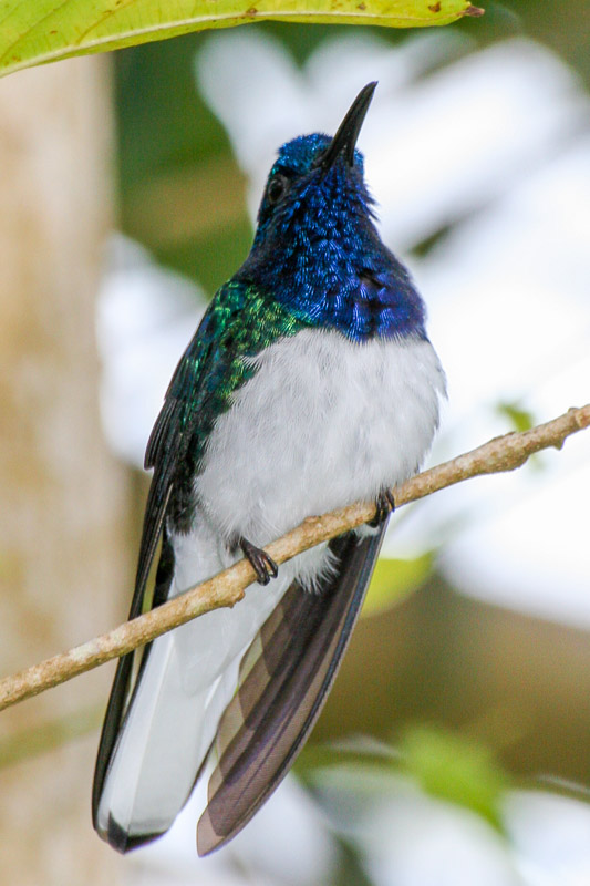 White-necked Jacobin at Cuffie River Nature Retreat