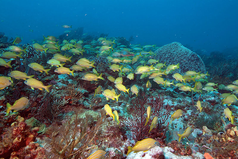 Grunts on Tobago coral reef