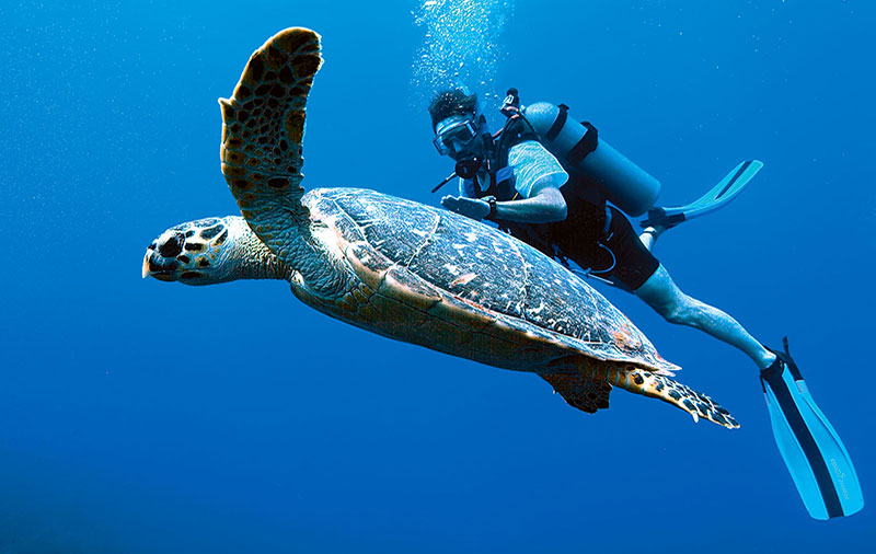 Hawksbill turtle and diver on Tobago reef