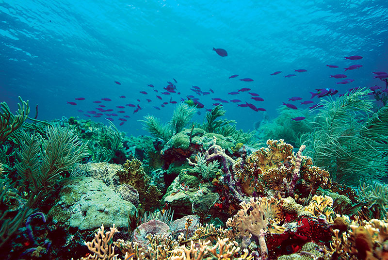 Corals on Tobago reef