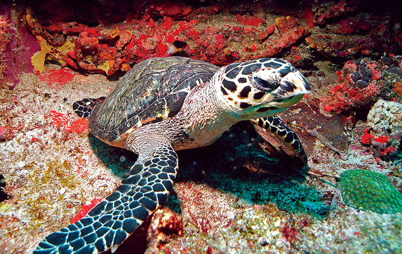 Hawksbill turtle on Tobago coral reef