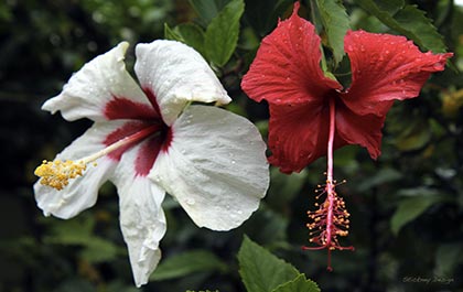 A soggy pair of hibiscus