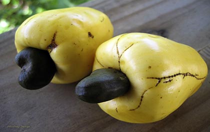 Yellow cashews