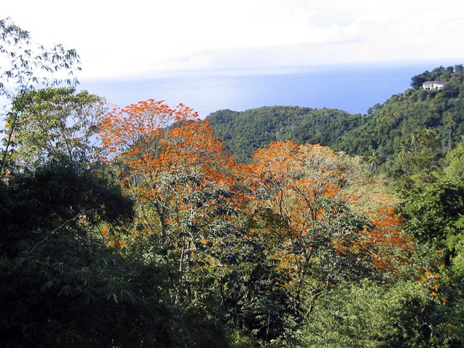 Main Ridge Forest Reserve views, Tobago