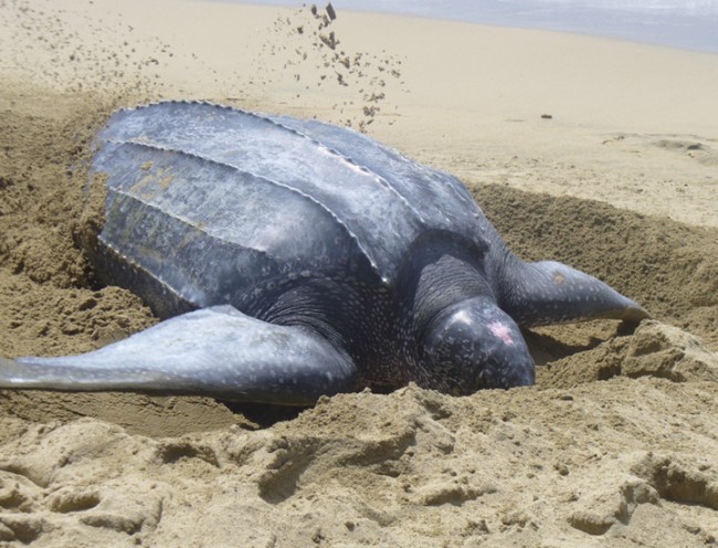 Turtle.jpg