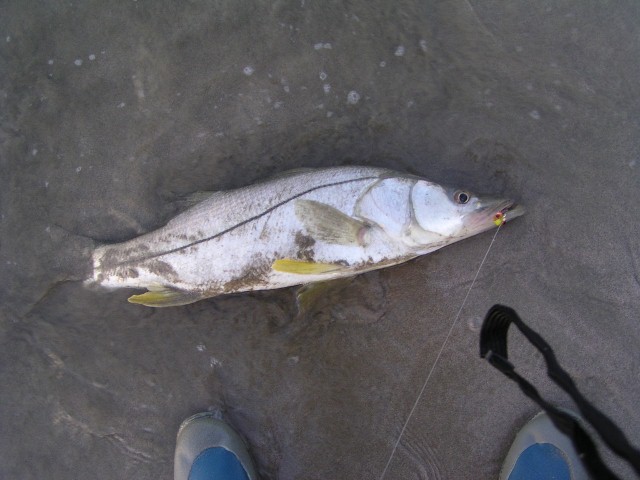 some of the snooks I landed