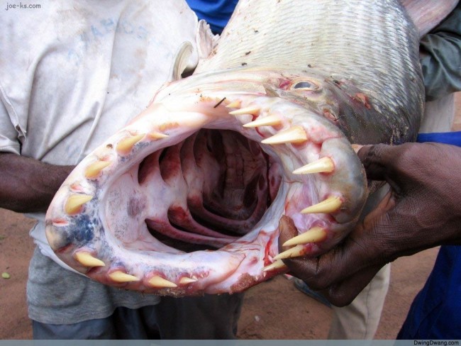 bigfish.jpg