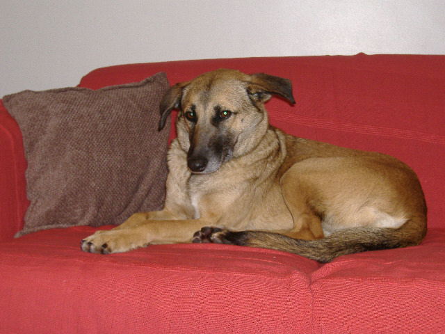 Amber at home, on the sofa!
