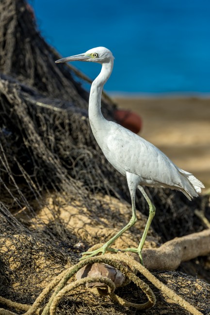 immature-little-blue-heron-.jpg