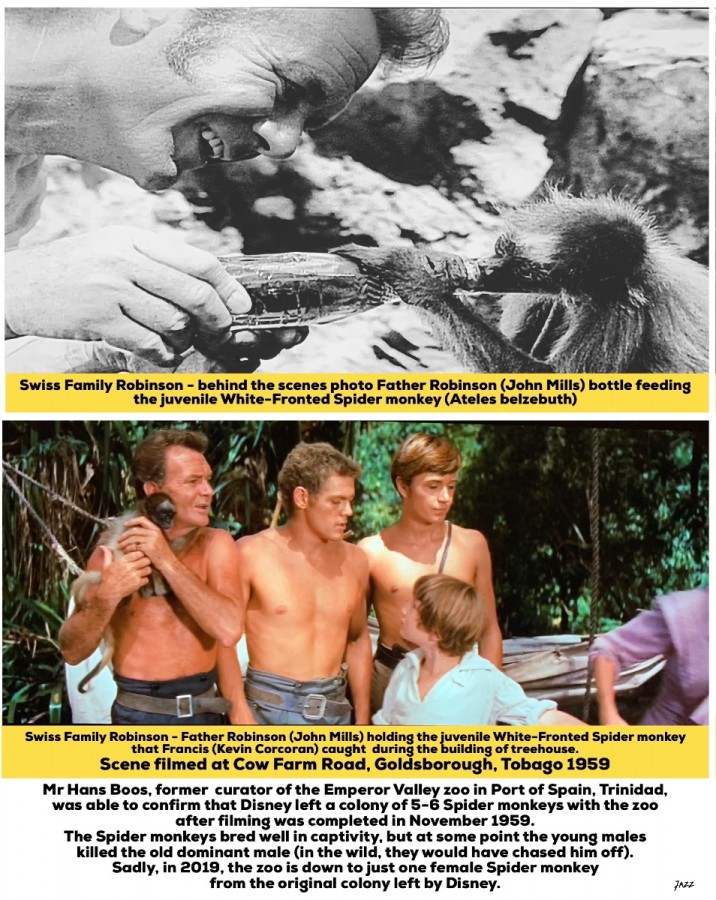 Swiss Family Robinson - behind the scenes photo and movie screen capture with the juvenile White-Fronted Spider monkey (Ateles belzebuth)
