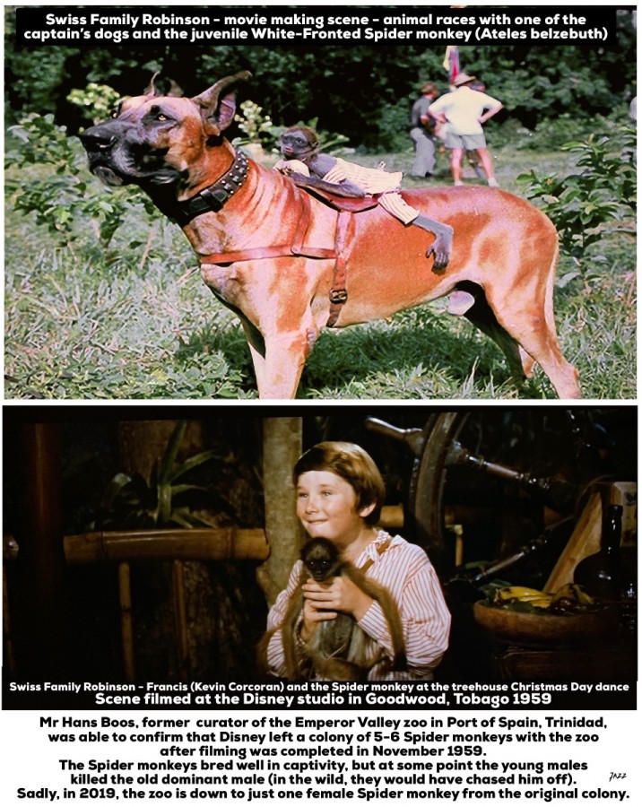 Swiss Family Robinson - movie making scene and movie screen capture with the juvenile White-Fronted Spider monkey (Ateles belzebuth)
