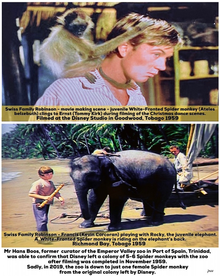 A juvenile White-Fronted Spider monkey was used as Francis’ pet throughout the movie.