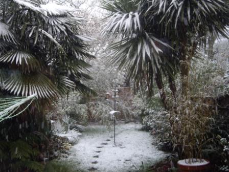 Our garden