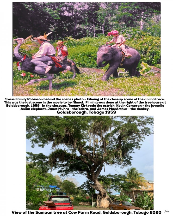 Swiss Family Robinson behind the scenes photo - Filming of the closeup scene of the animal race.  Goldsborough. Tobago 1959.