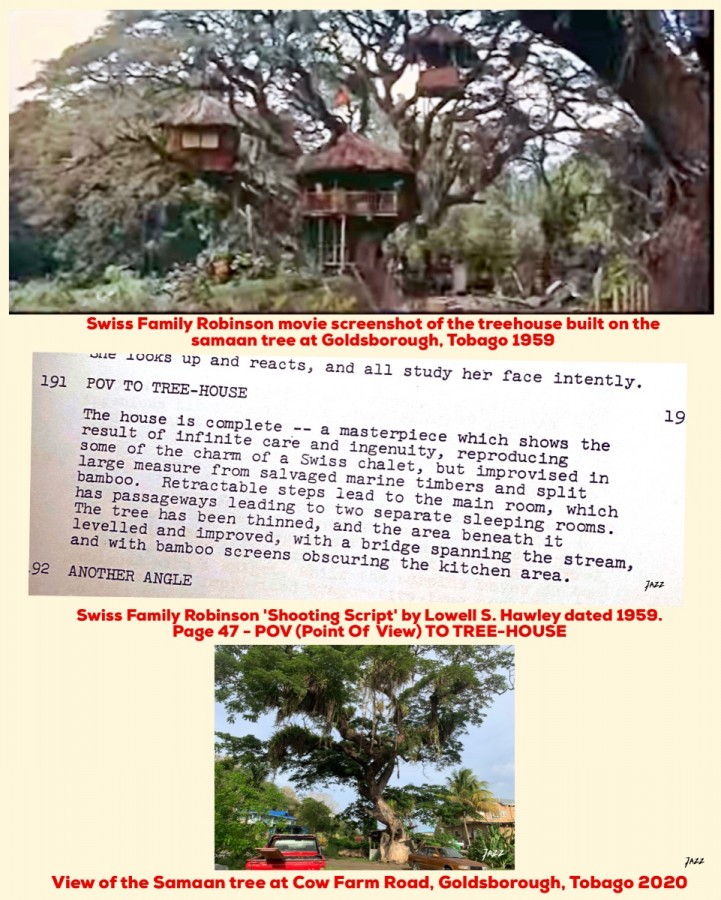 Screenshot of Swiss Family Robinson treehouse.  <br />'Shooting Script' by Lowell S. Hawley dated 1959 - Page 47 - POV TO TREE-HOUSE.<br />Samaan tree at Goldsborough, Tobago 2020.