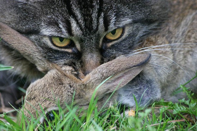 daisy_rabbit.jpg