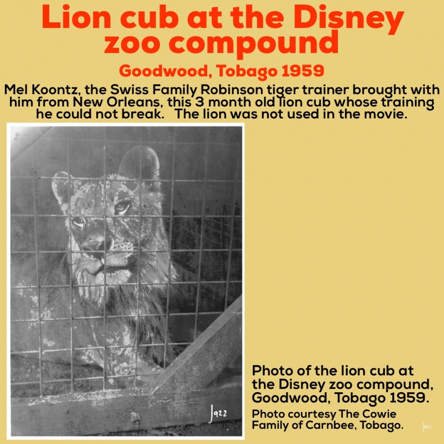 Lion cub at Disney‘s Swiss Family Robinson zoo compound, Goodwood, Tobago 1959.