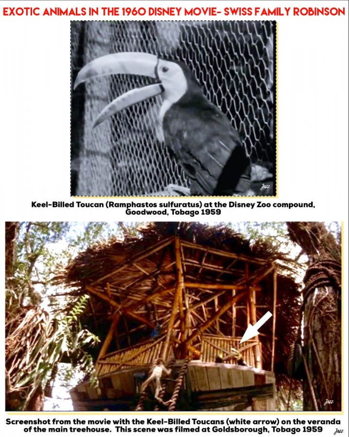 Exotic Animals in the 1960 Disney movie- Swiss Family Robinson.