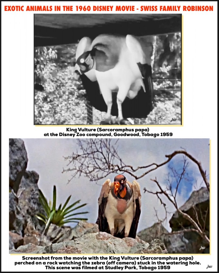 Exotic Animals -  King Vulture (Sarcoramphus papa) - in the 1960 Disney movie - Swiss Family Robinson
