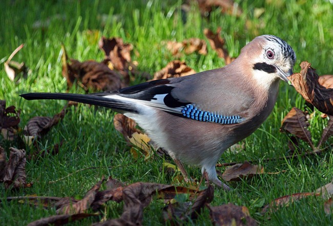 bird2.jpg