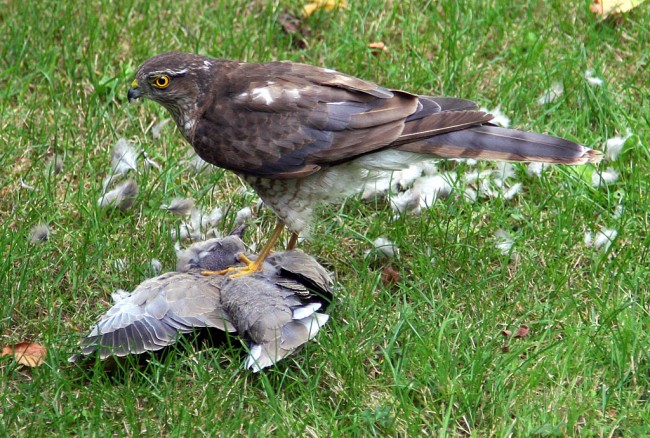 kestrel.jpg