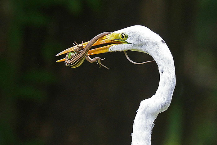 Great Egret with lizard