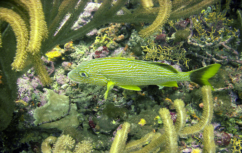 Tobago coral reef