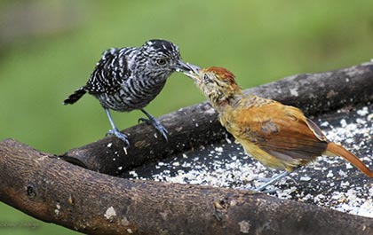 Male and female Antshrikes