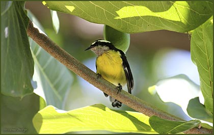 Bananaquit