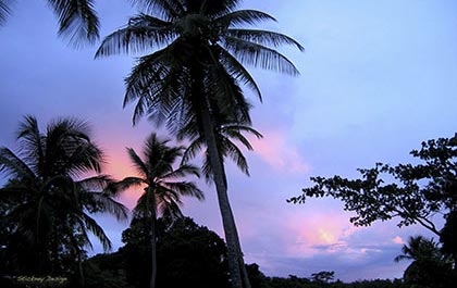 Blue Palm Sunset