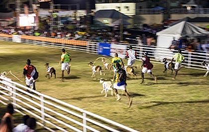 Buccoo goat racing