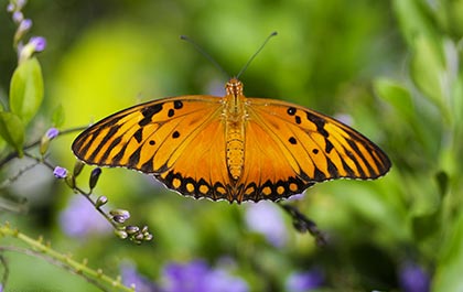 Tobago butterfly