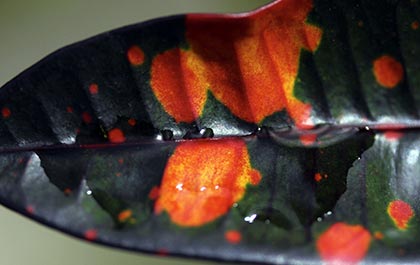 Croton leaf