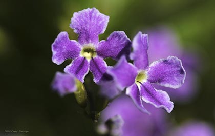 Duranta 'Golden Dewdrop' bush