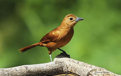 Female white-lined tanager