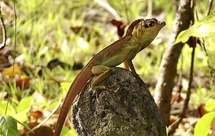 Small species of lizard, known locally as Gumangalala