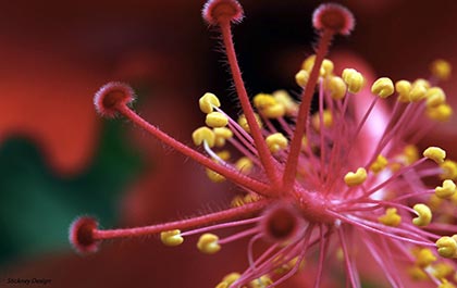 Hibiscus