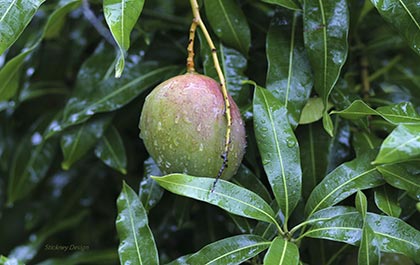 Julie mango