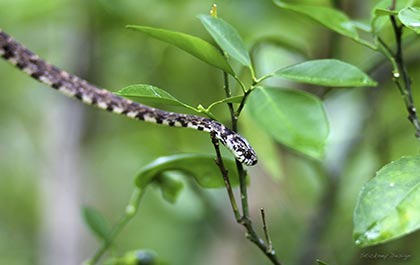 Small snake