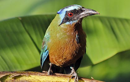 Motmot on banana leaf
