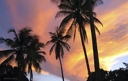 Palms at sunset