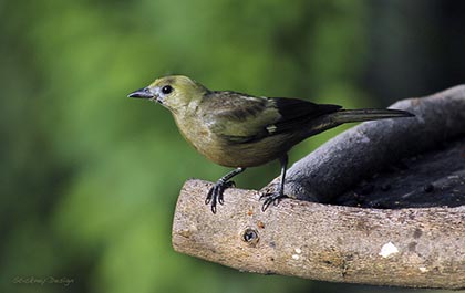 Palm tanager