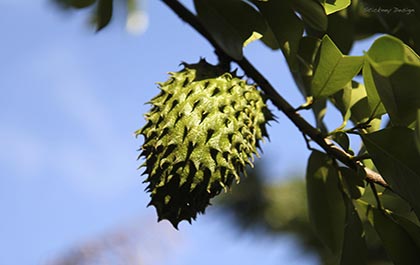 Soursop