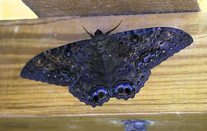 Tobago moth