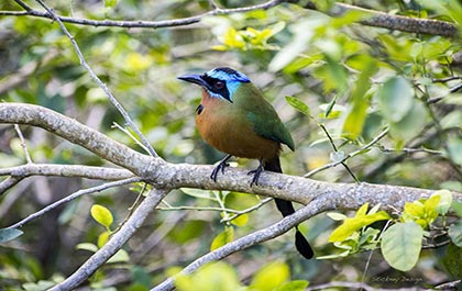 Trinidad motmot