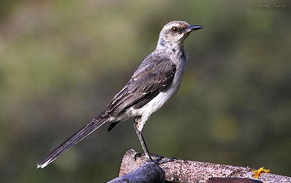 Tropical mockingbird