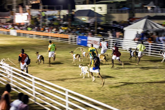 Goat Racing at Buccoo Stadium, Tobago