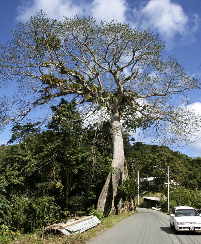 Silk Cotton Tree, Golden Lane, Tobago